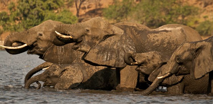 Botswana Photo safari